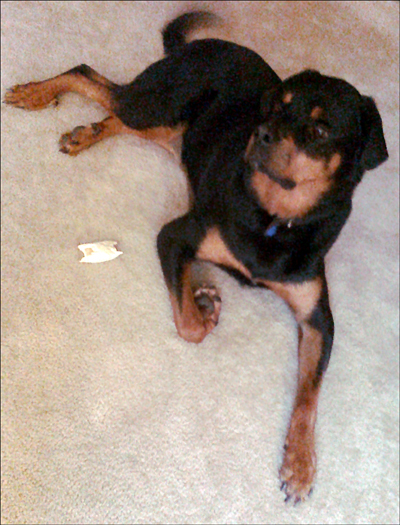 Sketch and his bone